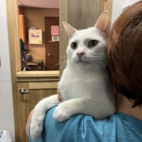 Linguine, an adoptable Domestic Short Hair in Idaho Falls, ID, 83402 | Photo Image 2