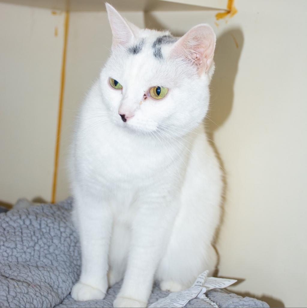 Angel, an adoptable Domestic Short Hair in Idaho Falls, ID, 83402 | Photo Image 1