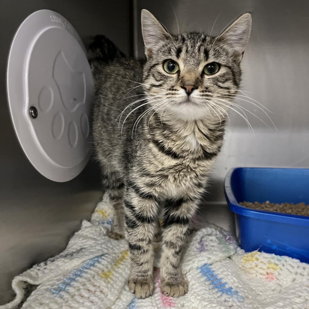 Pesto, an adoptable Domestic Short Hair in Idaho Falls, ID, 83402 | Photo Image 1