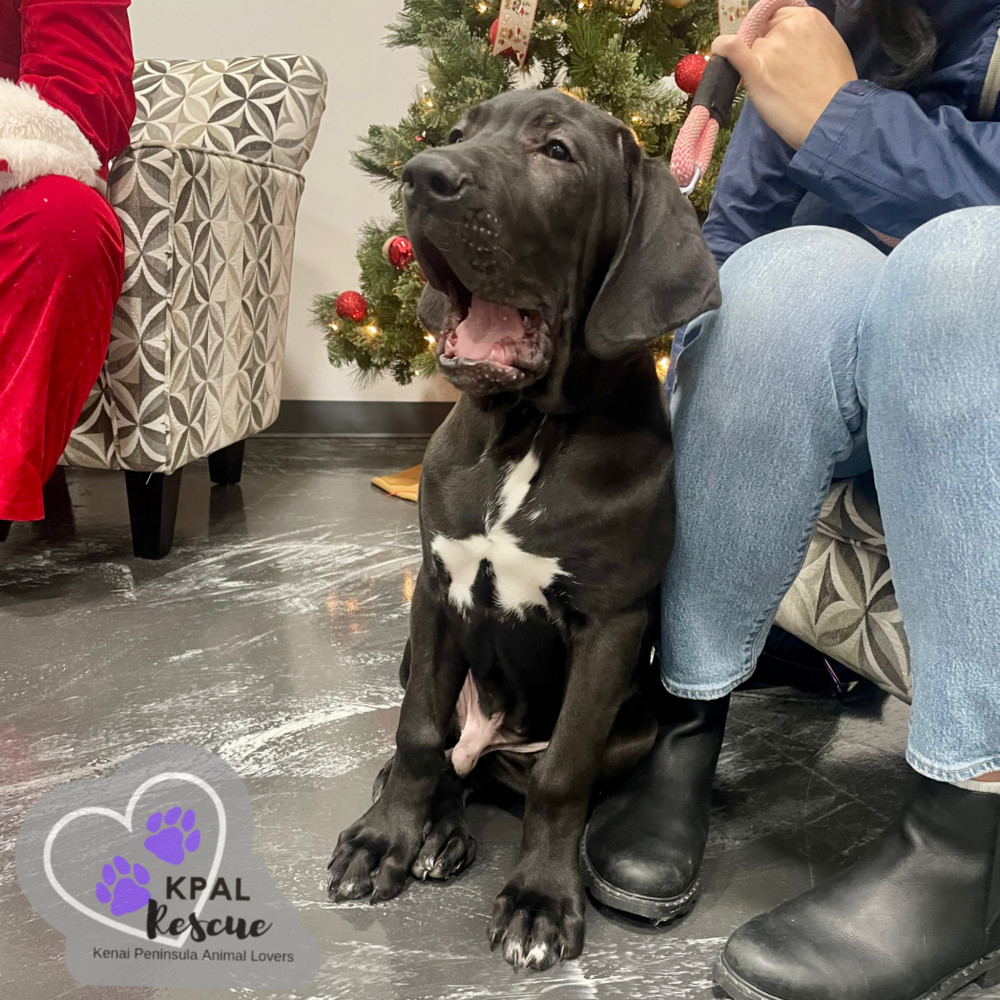 Jafar - Disney Villians Litter, an adoptable Fila Brasileiro in Kenai, AK, 99611 | Photo Image 1