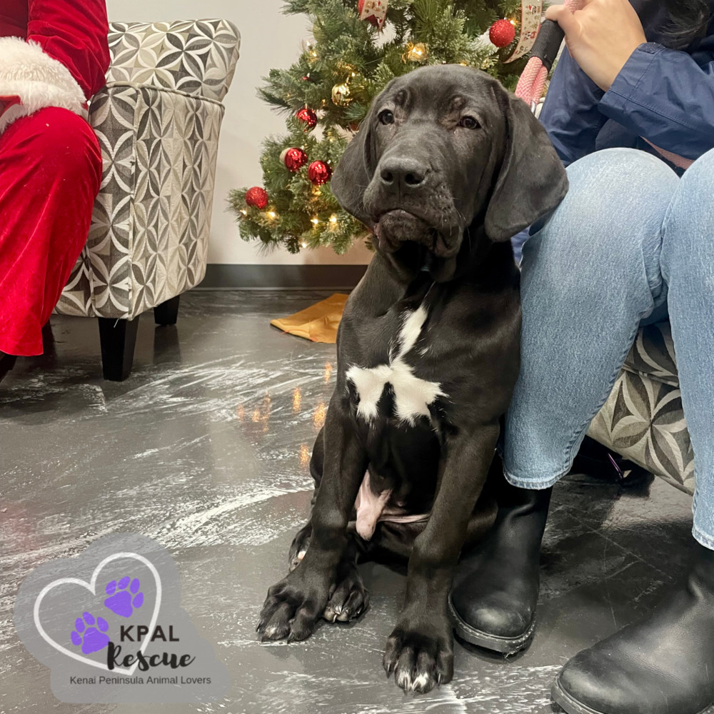Jafar - Disney Villians Litter, an adoptable Fila Brasileiro in Kenai, AK, 99611 | Photo Image 2