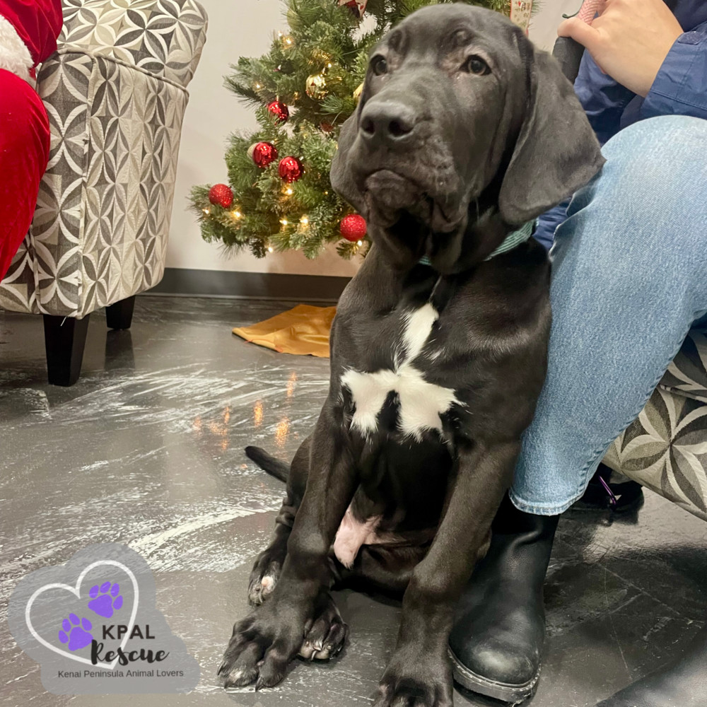 Jafar - Disney Villians Litter, an adoptable Fila Brasileiro in Kenai, AK, 99611 | Photo Image 3
