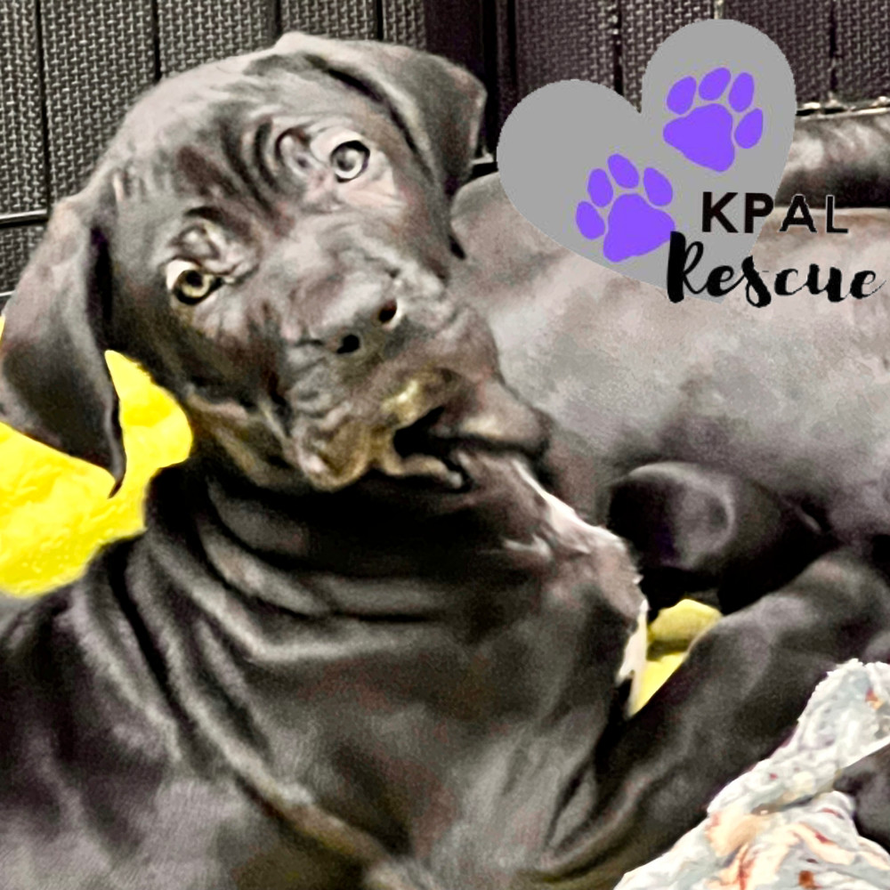 Jafar - Disney Villians Litter, an adoptable Fila Brasileiro in Kenai, AK, 99611 | Photo Image 4