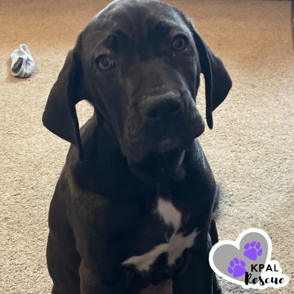 Jafar - Disney Villians Litter, an adoptable Fila Brasileiro in Kenai, AK, 99611 | Photo Image 5