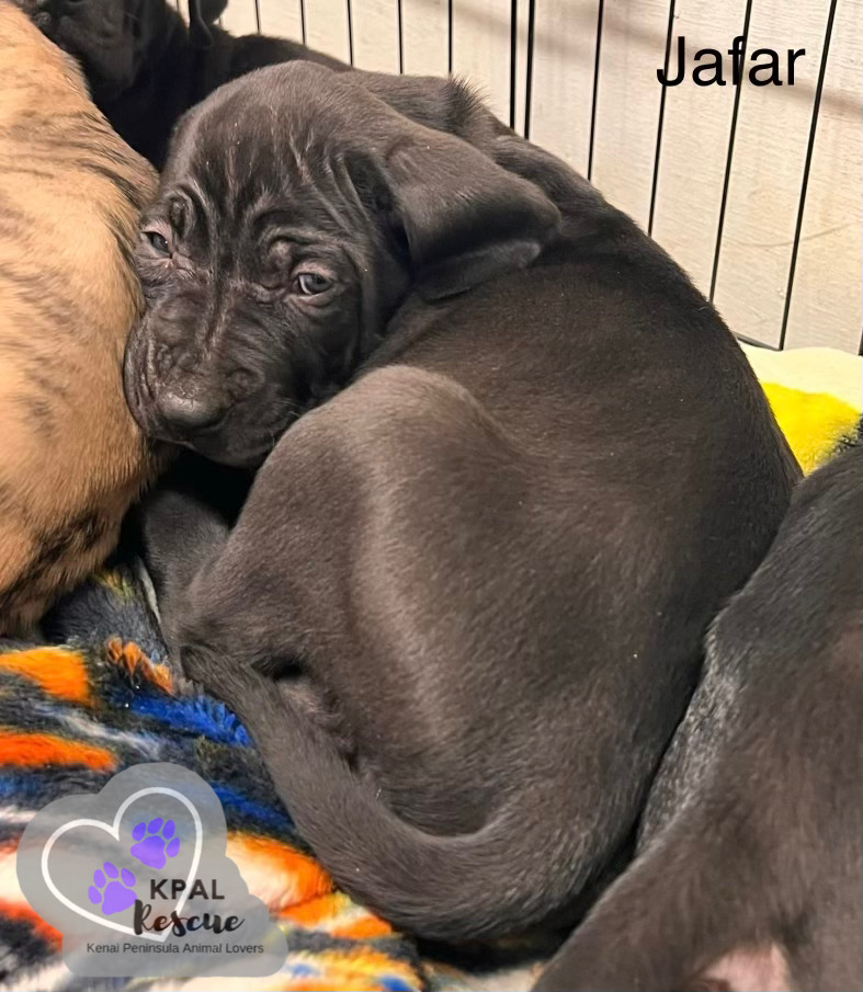 Jafar - Disney Villians Litter, an adoptable Fila Brasileiro in Kenai, AK, 99611 | Photo Image 6
