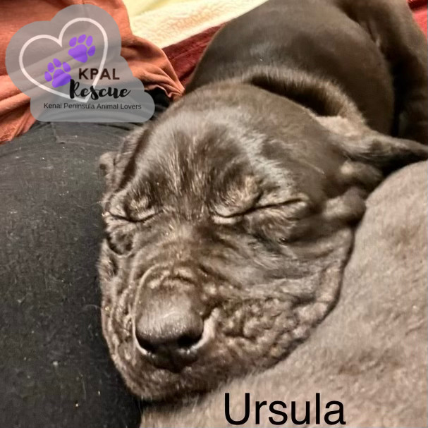 Ursula - Disney Villains Litter