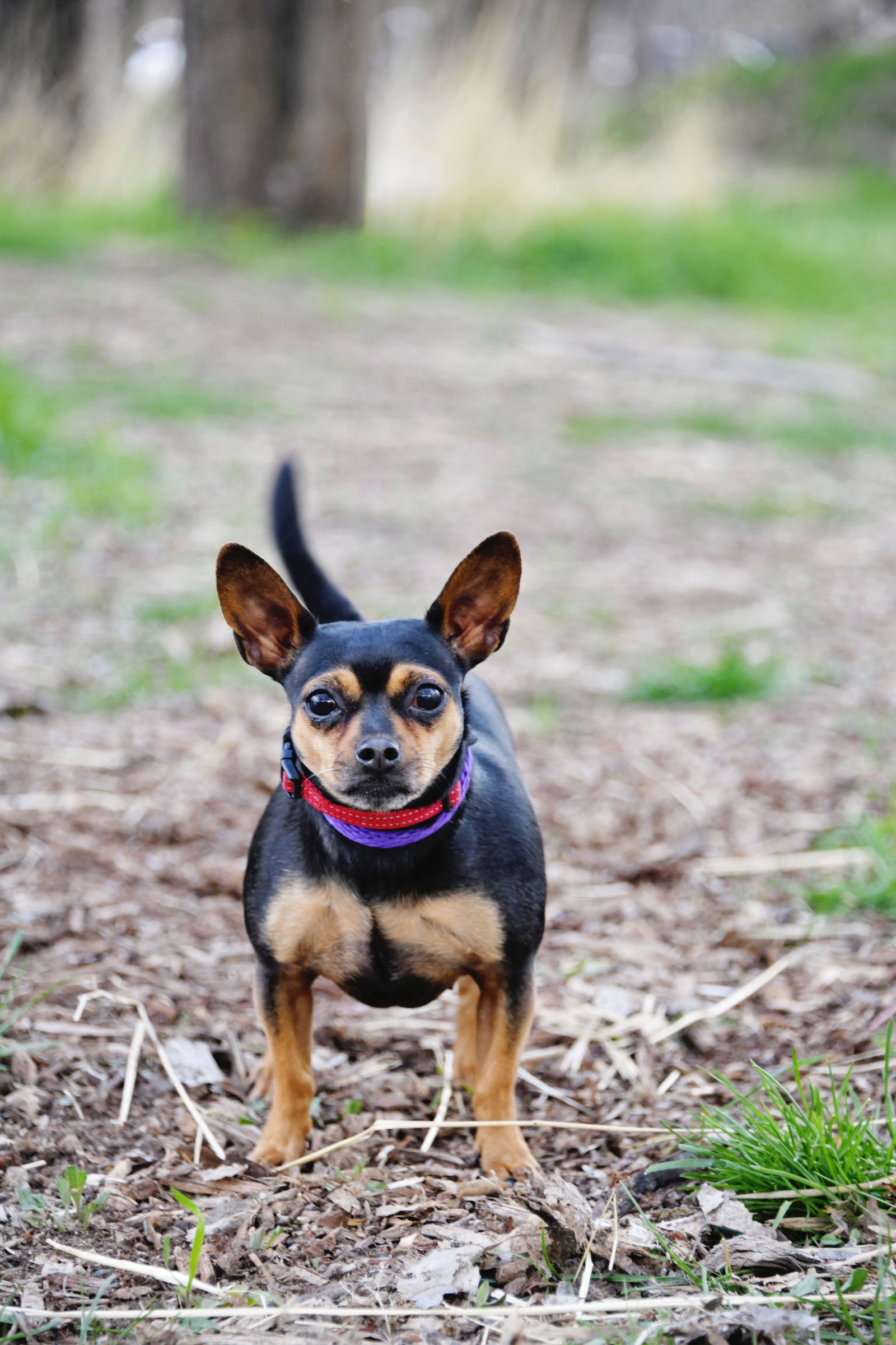 El Nina, an adoptable Chihuahua in Salt Lake City, UT, 84171 | Photo Image 1