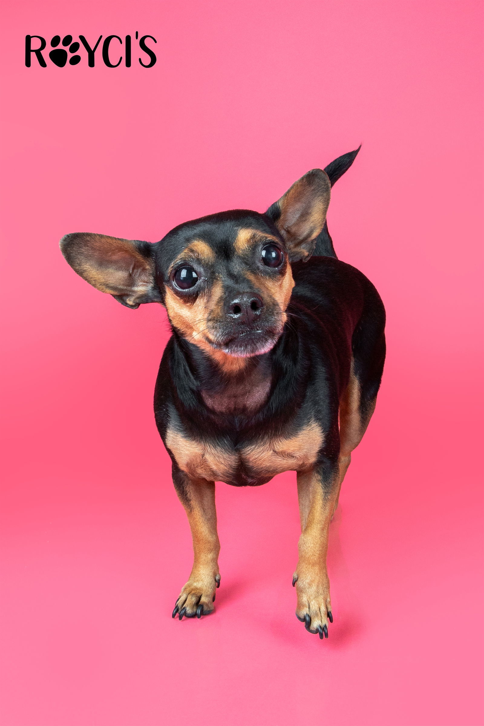 El Nina, an adoptable Chihuahua in Salt Lake City, UT, 84171 | Photo Image 1