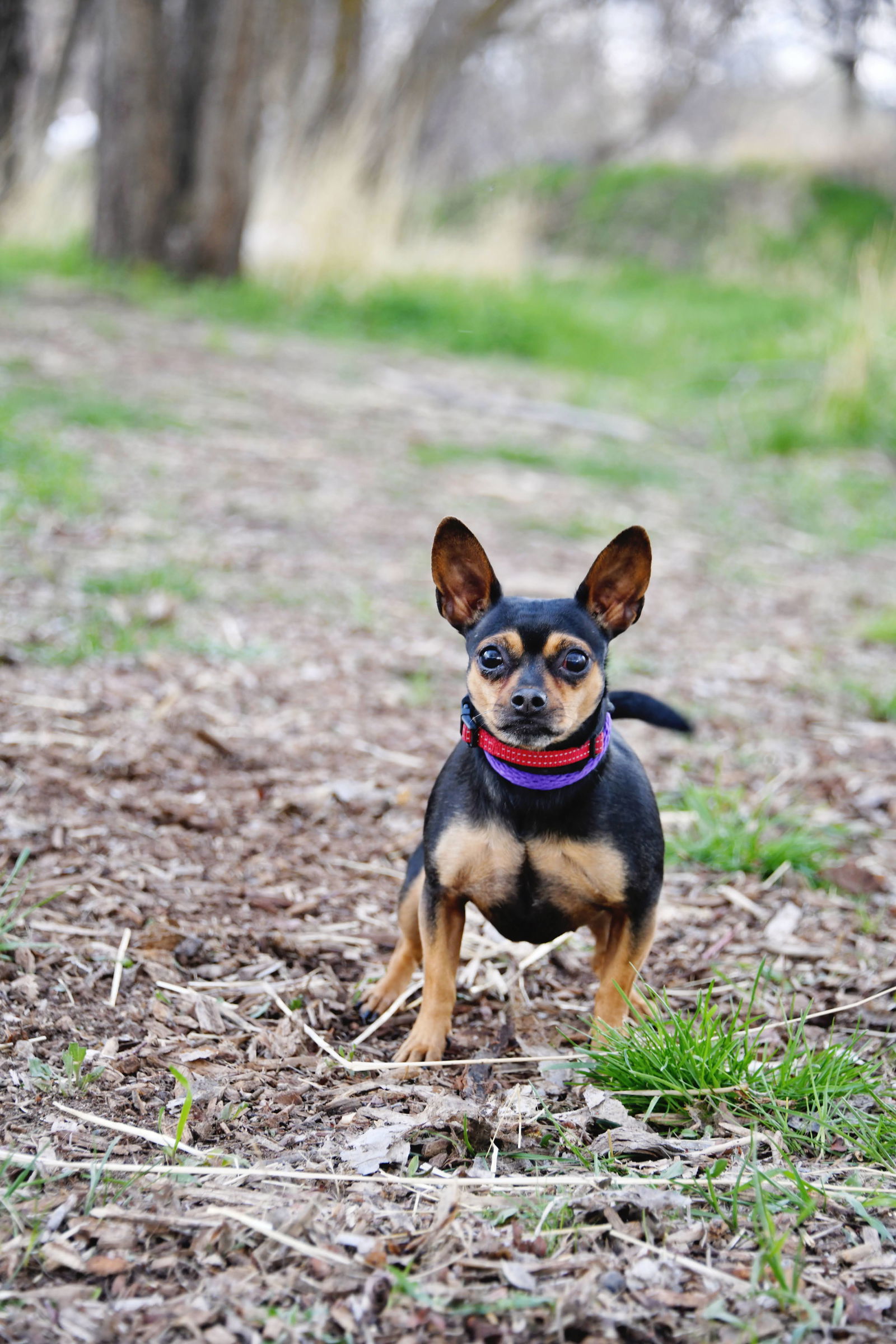El Nina, an adoptable Chihuahua in Salt Lake City, UT, 84171 | Photo Image 2