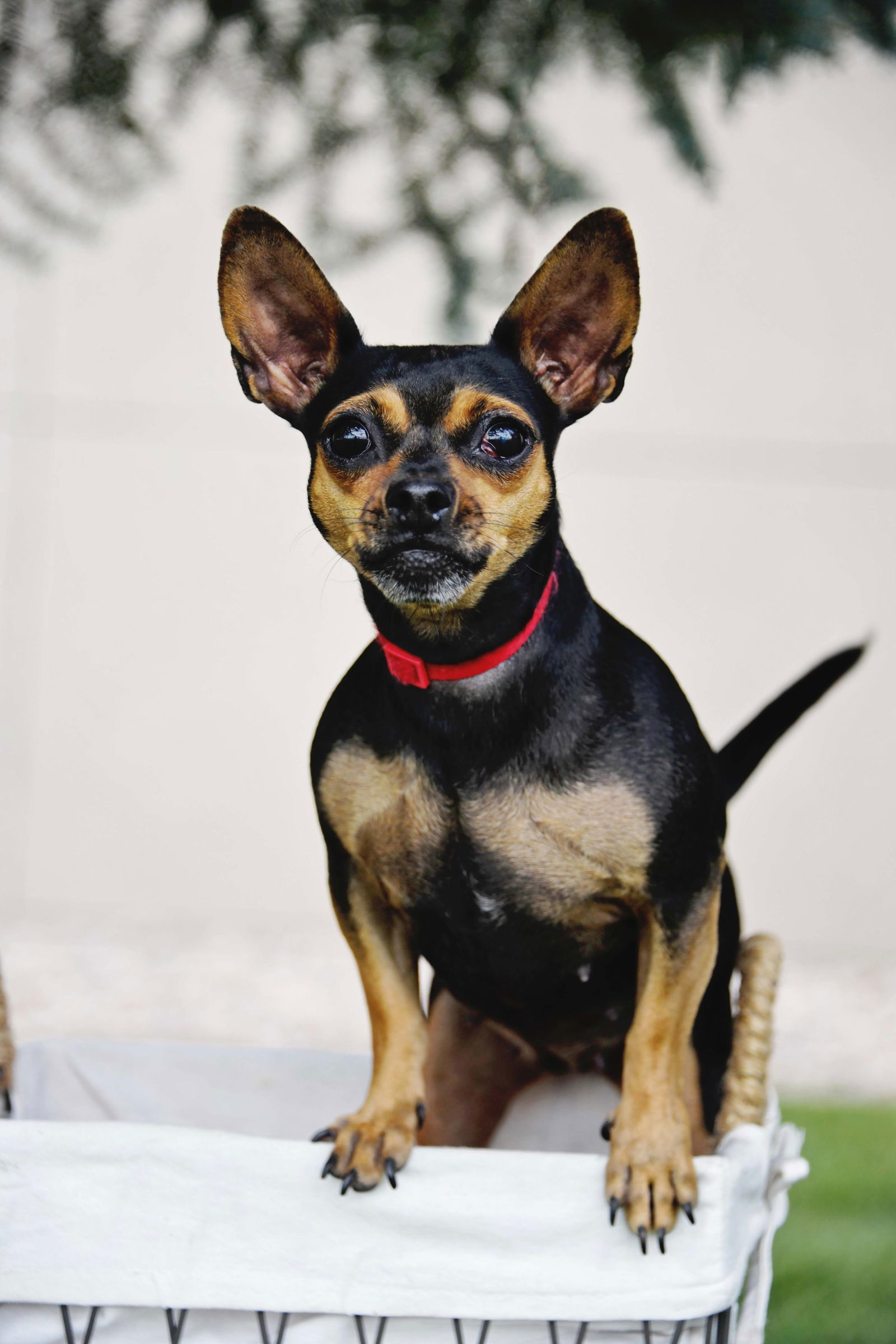 El Nina, an adoptable Chihuahua in Salt Lake City, UT, 84171 | Photo Image 3