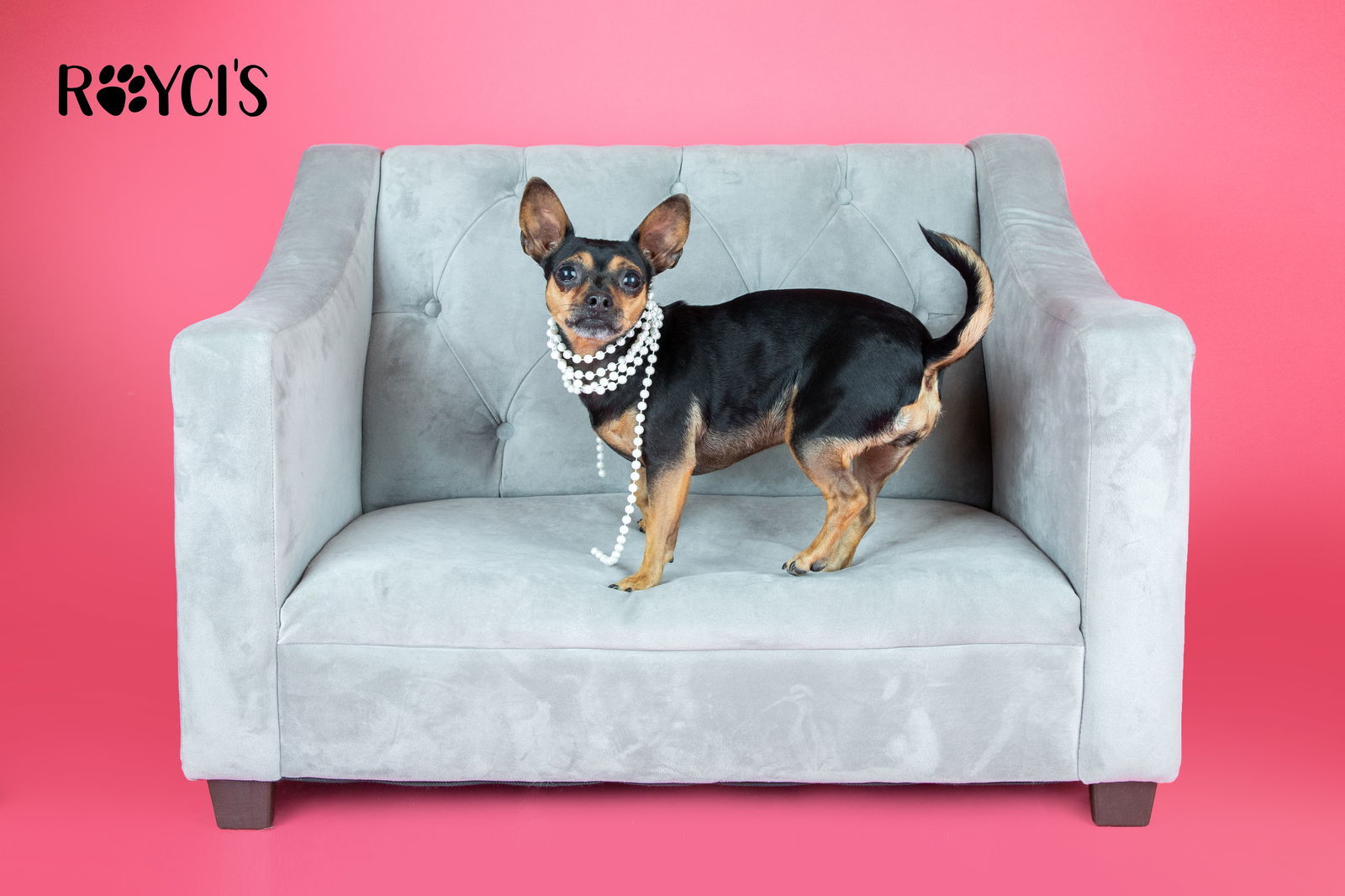 El Nina, an adoptable Chihuahua in Salt Lake City, UT, 84171 | Photo Image 3