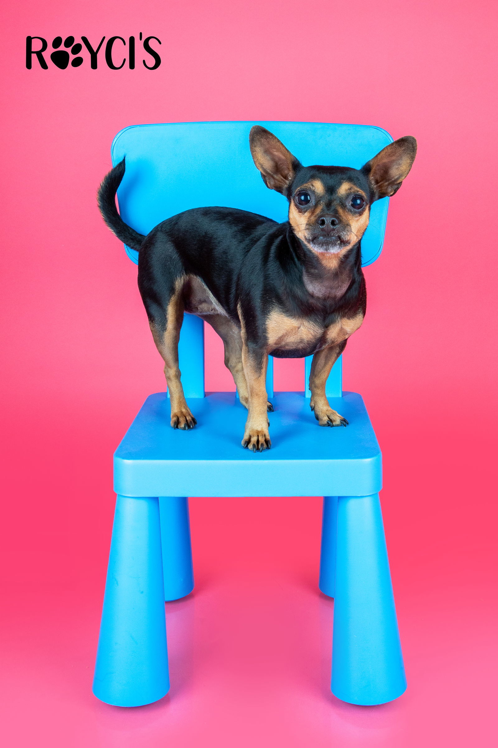 El Nina, an adoptable Chihuahua in Salt Lake City, UT, 84171 | Photo Image 2