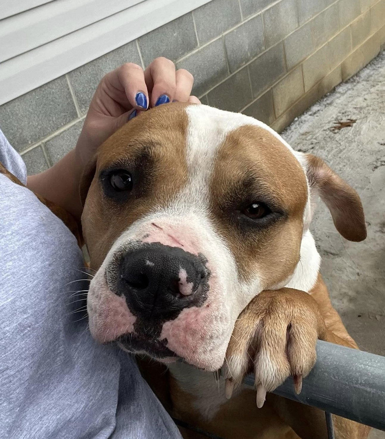 Csonka (4yo, 60lbs)