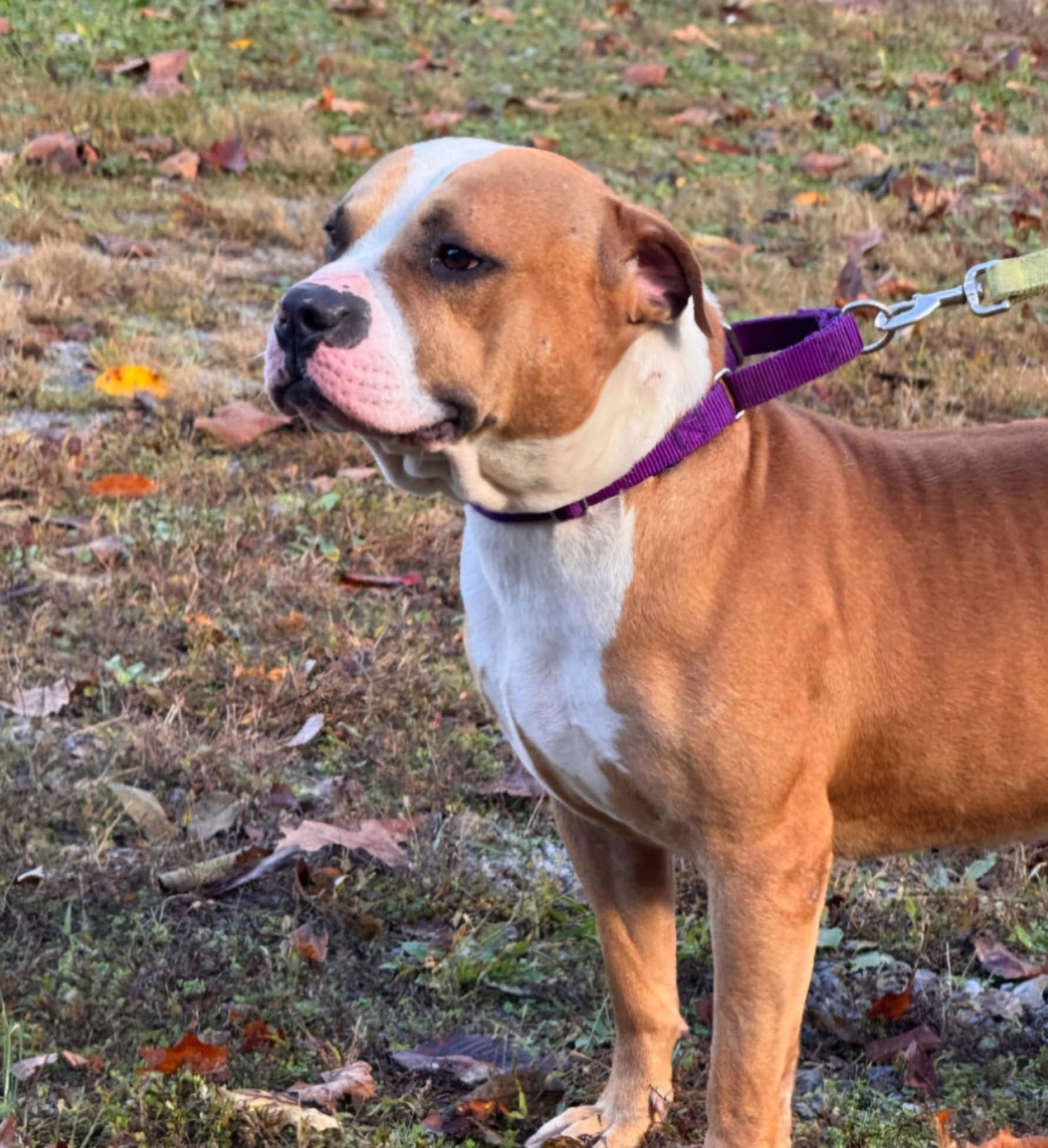 Csonka (4yo, 60lbs)