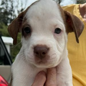 JUDGE Mixed Breed Dog