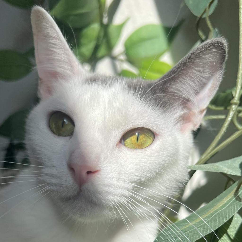 Naomi, an adoptable Domestic Short Hair in Bismarck, ND, 58507 | Photo Image 2