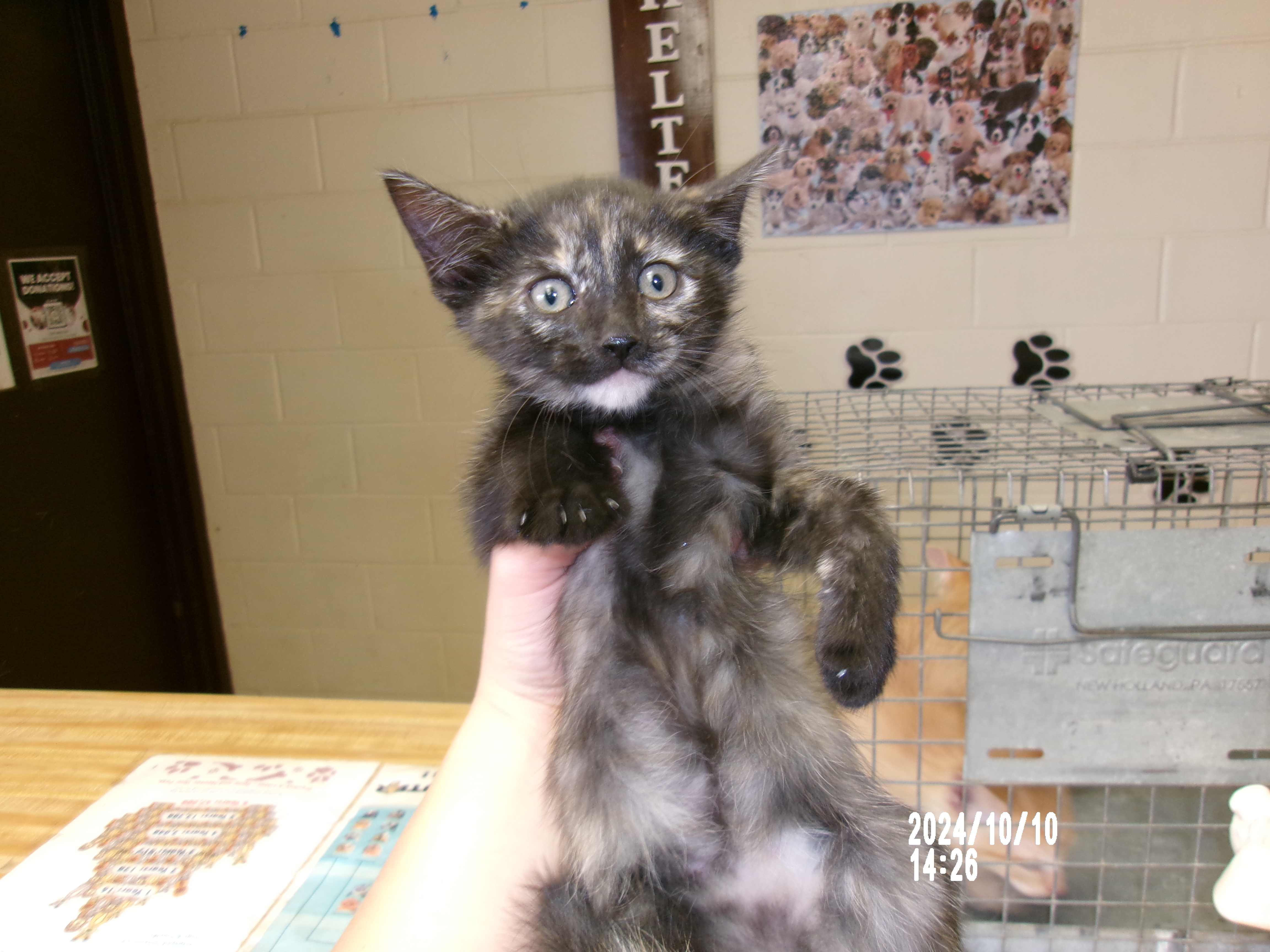 Shock, an adoptable Domestic Short Hair in Clovis, NM, 88101 | Photo Image 1