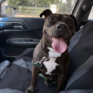 Skittles, Adult Female Mixed Breed
