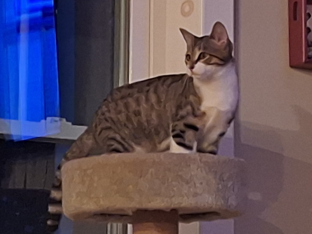 Stitch, an adoptable Domestic Short Hair in Liverpool, NY, 13088 | Photo Image 1