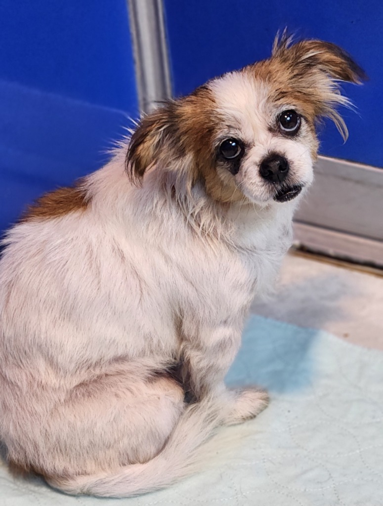 Sally, an adoptable Pekingese in Walnutport, PA, 18088 | Photo Image 1