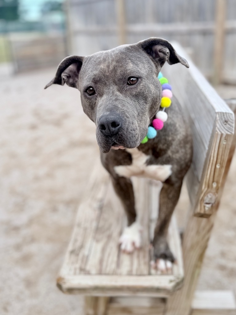Chai, an adoptable Mixed Breed in Muskegon, MI, 49442 | Photo Image 1