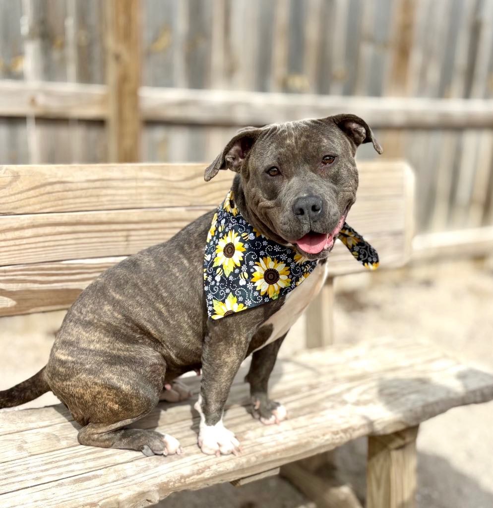 Chai, an adoptable Mixed Breed in Muskegon, MI, 49442 | Photo Image 2