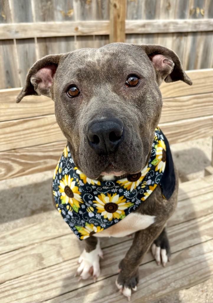 Chai, an adoptable Mixed Breed in Muskegon, MI, 49442 | Photo Image 3