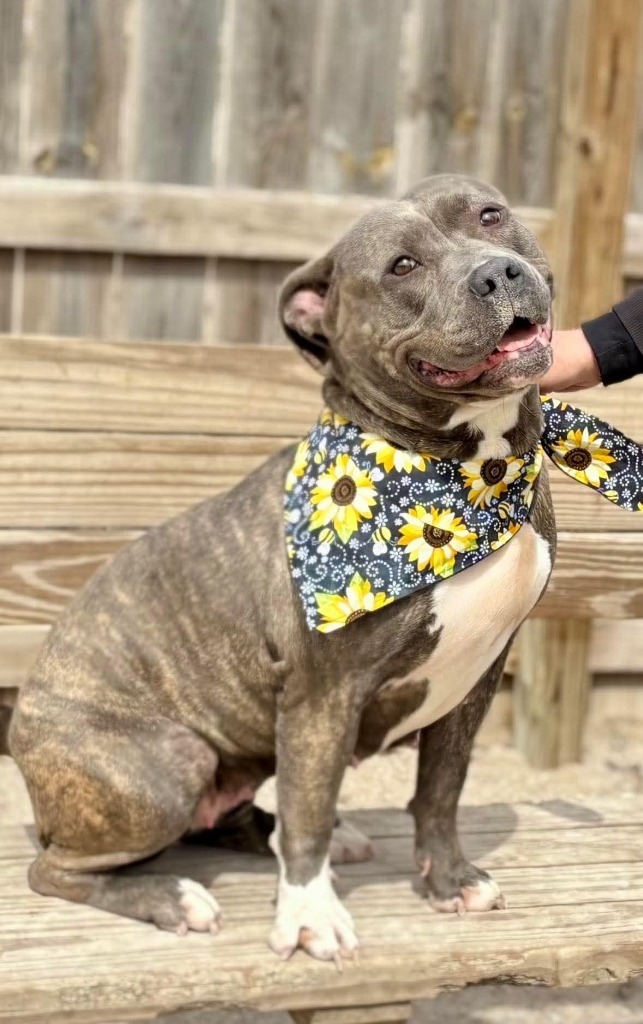 Chai, an adoptable Mixed Breed in Muskegon, MI, 49442 | Photo Image 4