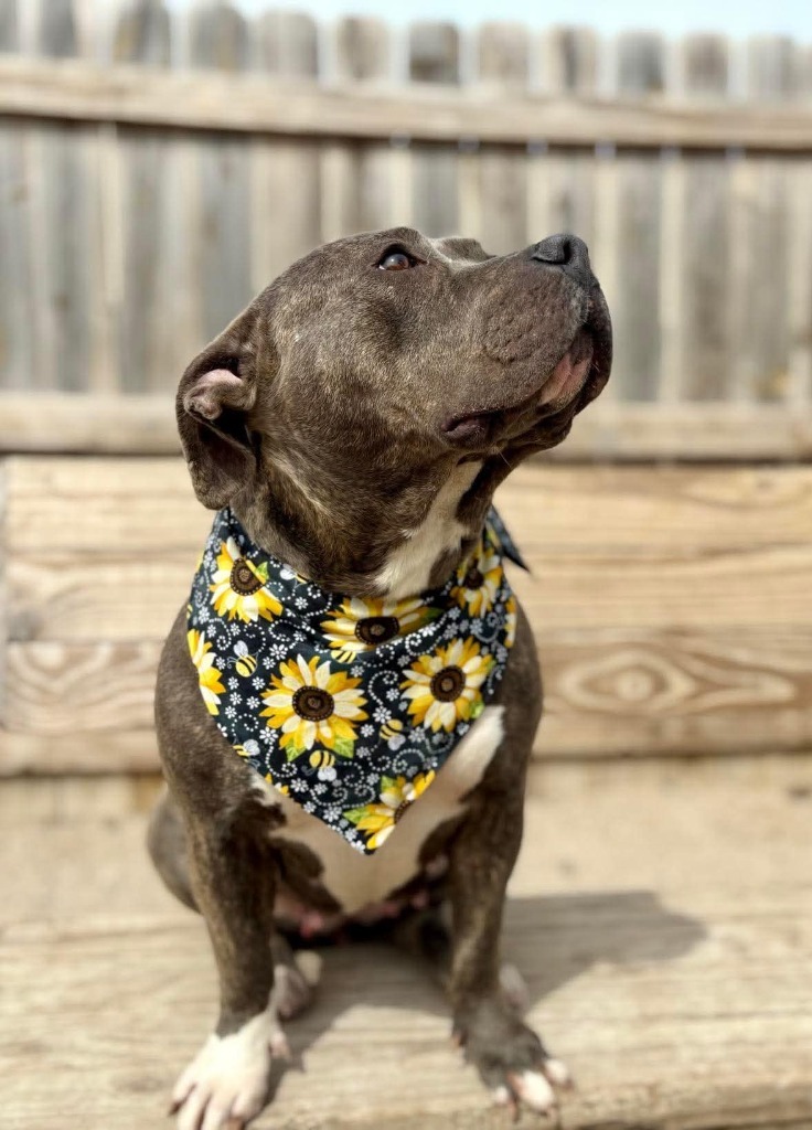 Chai, an adoptable Mixed Breed in Muskegon, MI, 49442 | Photo Image 5