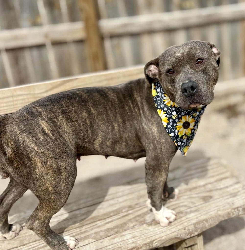 Chai, an adoptable Mixed Breed in Muskegon, MI, 49442 | Photo Image 6