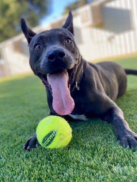 Lightning, an adoptable Pit Bull Terrier, Weimaraner in Chico, CA, 95928 | Photo Image 1