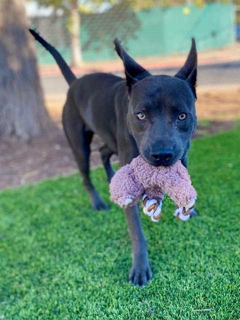 Lightning, an adoptable Pit Bull Terrier, Weimaraner in Chico, CA, 95928 | Photo Image 2