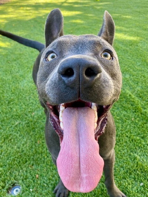 Lightning, an adoptable Pit Bull Terrier, Weimaraner in Chico, CA, 95928 | Photo Image 3