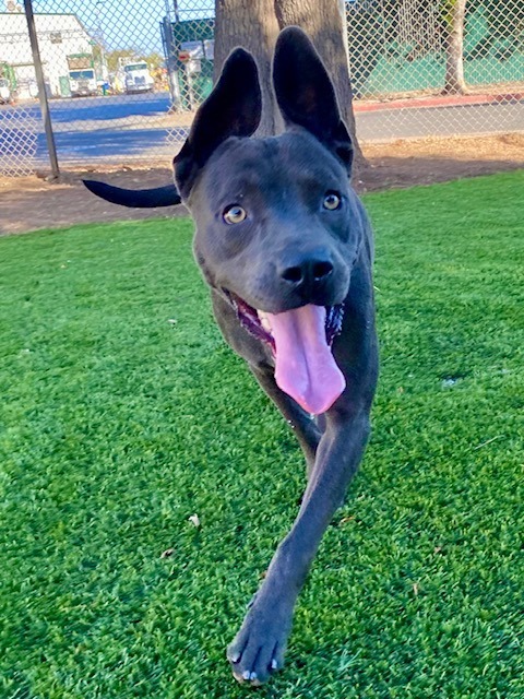 Lightning, an adoptable Pit Bull Terrier, Weimaraner in Chico, CA, 95928 | Photo Image 4