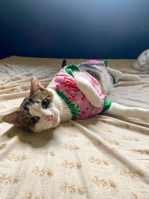 Auto *IN FOSTER*, Adult Male Domestic Short Hair