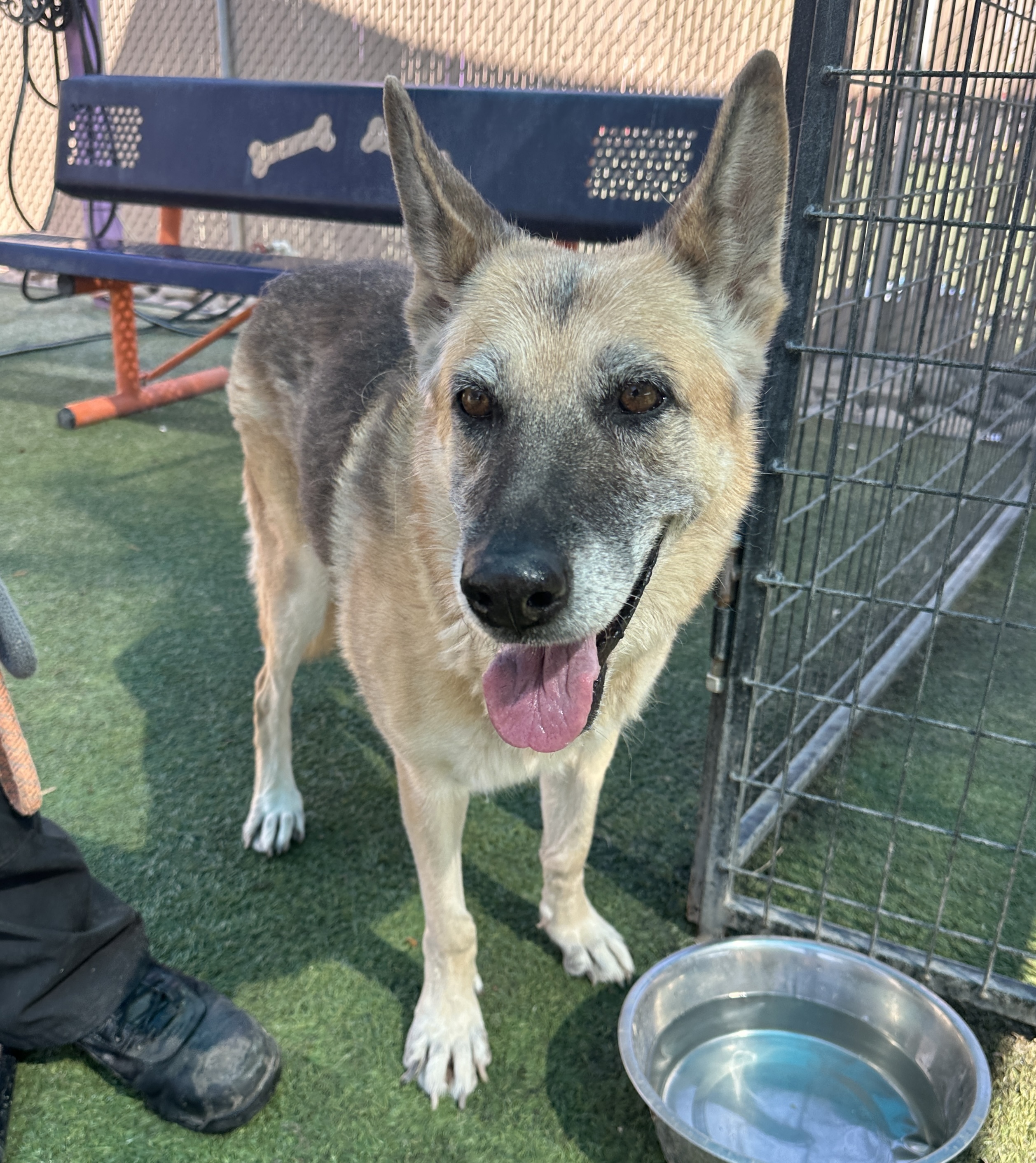 Dog for adoption Agatha, a German Shepherd Dog Mix in El Paso, TX