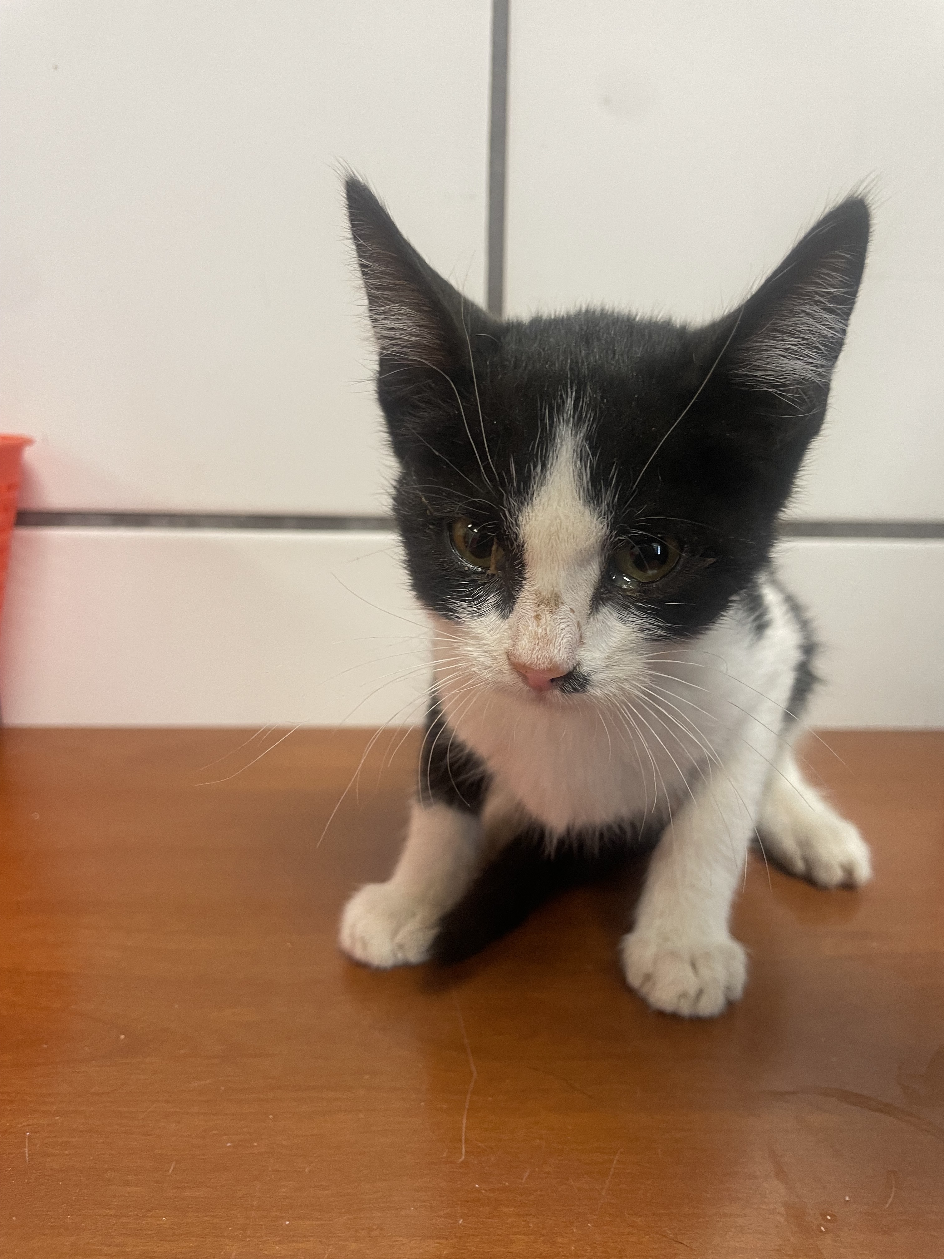 Cat for adoption Miranda, a Domestic Medium Hair Mix in El Paso, TX