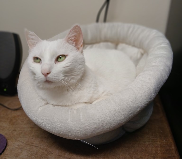 Ivory, an adoptable Domestic Short Hair in Ladysmith, WI, 54848 | Photo Image 1