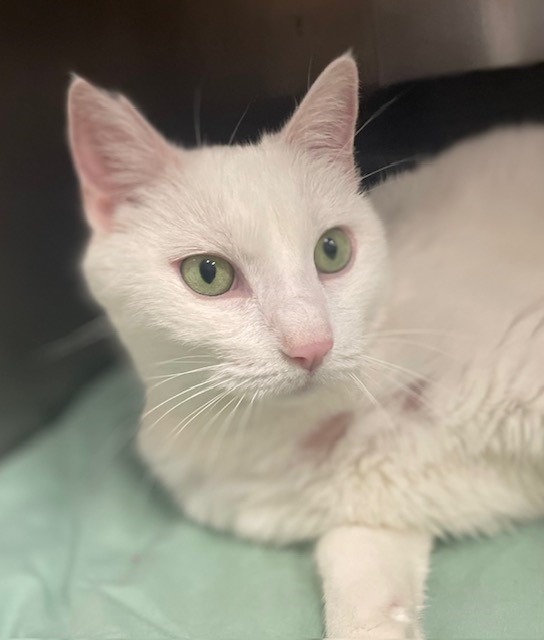 Ivory, an adoptable Domestic Short Hair in Ladysmith, WI, 54848 | Photo Image 3