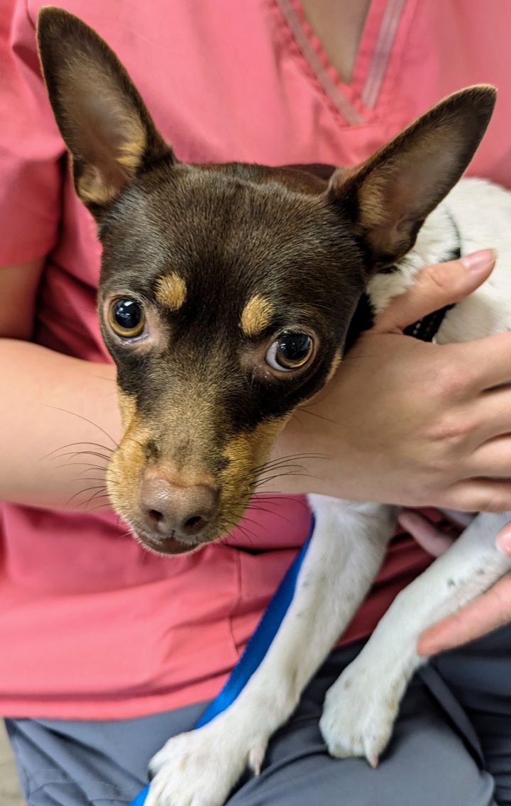 Dog for adoption Churro, a Chihuahua & Rat Terrier Mix in Beatrice