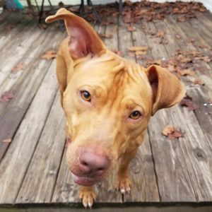PRINCESS (BAY COUNTY) Mixed Breed Dog