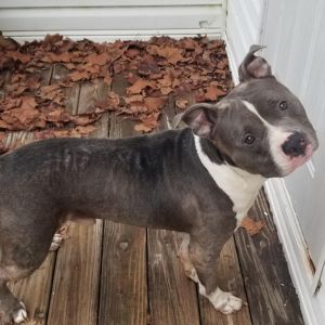 KING Mixed Breed Dog