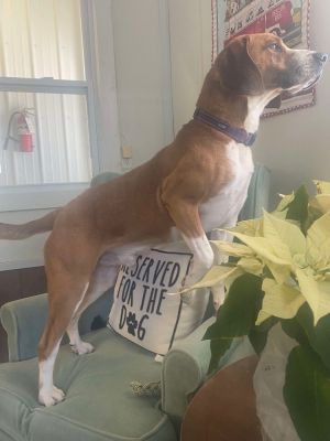 Uso, Adult Male Coonhound