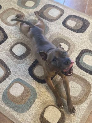Cookie Boo, Senior Female Pit Bull Terrier