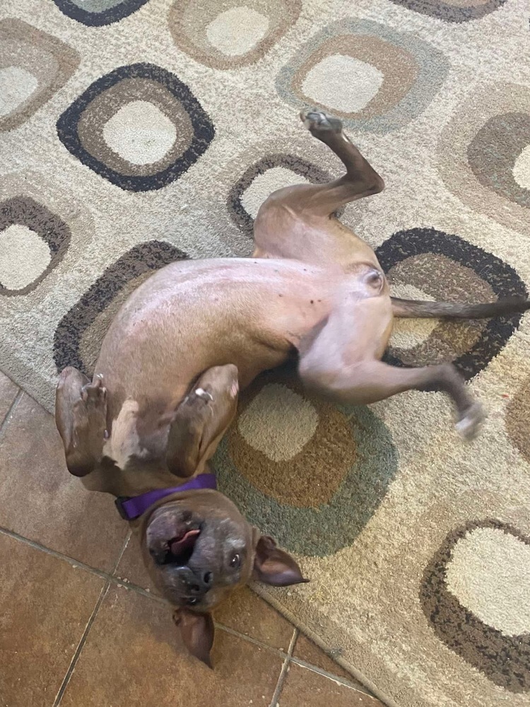 Cookie Boo