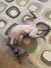 Cookie Boo photo 3