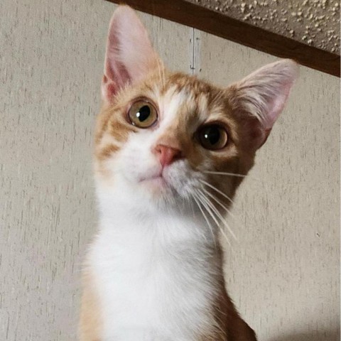 Penny, an adoptable Domestic Short Hair in Garden City, KS, 67846 | Photo Image 1