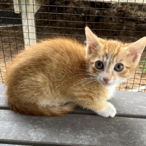 Penny, an adoptable Domestic Short Hair in Garden City, KS, 67846 | Photo Image 2