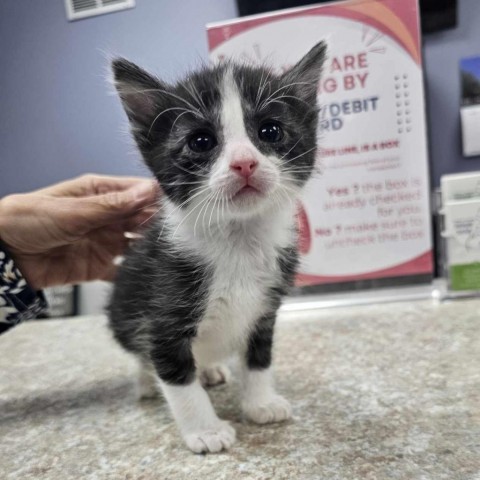 Templeton, an adoptable Domestic Short Hair in Garden City, KS, 67846 | Photo Image 3