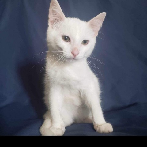 Sky, an adoptable Domestic Short Hair in Garden City, KS, 67846 | Photo Image 1